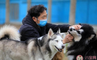 春节寄养一只猫要上万元吗 过节回家期间宠物怎么处理