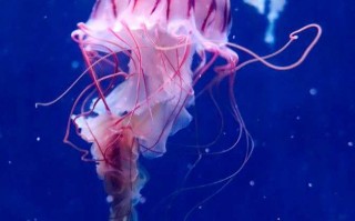 水母的百度百科（浮游动物——水母）