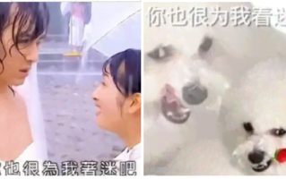 恁应该也很为俺啄米吧是什么梗