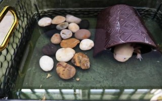 六角恐龙蝾螈怎么养（六角恐龙饲养秘籍）