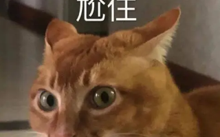 帅哥皮肤有点黄啊是什么梗 帅哥皮肤有点黄啊是什么梗