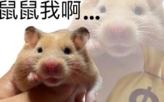 鼠鼠我啊网络用语是什么意思 鼠鼠我啊梗介绍