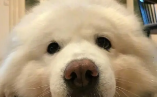 can can need是什么意思