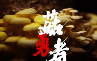 《抖音》菇勇者是什么梗