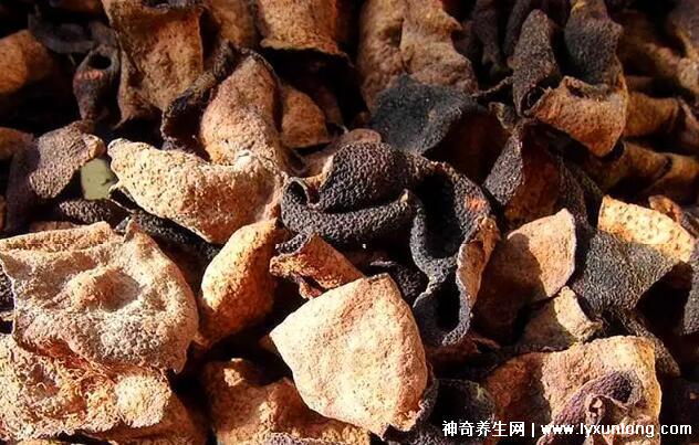 陈皮有五大养生功效,止咳化痰还能治疗积食改善胃痛-第3张图片-阔酒网 陈皮有五大养生功效,止咳化痰还能治疗积食改善胃痛-第3张图片-阔酒网