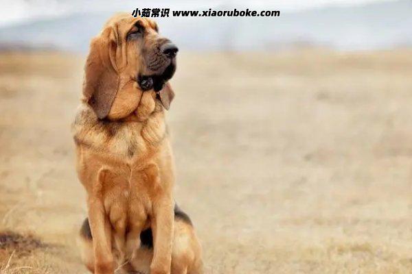 六畜家禽指的都有什么,猪/牛/羊/鸡/马/狗-第6张图片-阔酒网 六畜家禽指的都有什么,猪/牛/羊/鸡/马/狗-第6张图片-阔酒网