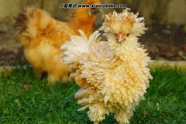 六畜家禽指的都有什么,猪/牛/羊/鸡/马/狗-第4张图片-阔酒网 六畜家禽指的都有什么,猪/牛/羊/鸡/马/狗-第4张图片-阔酒网